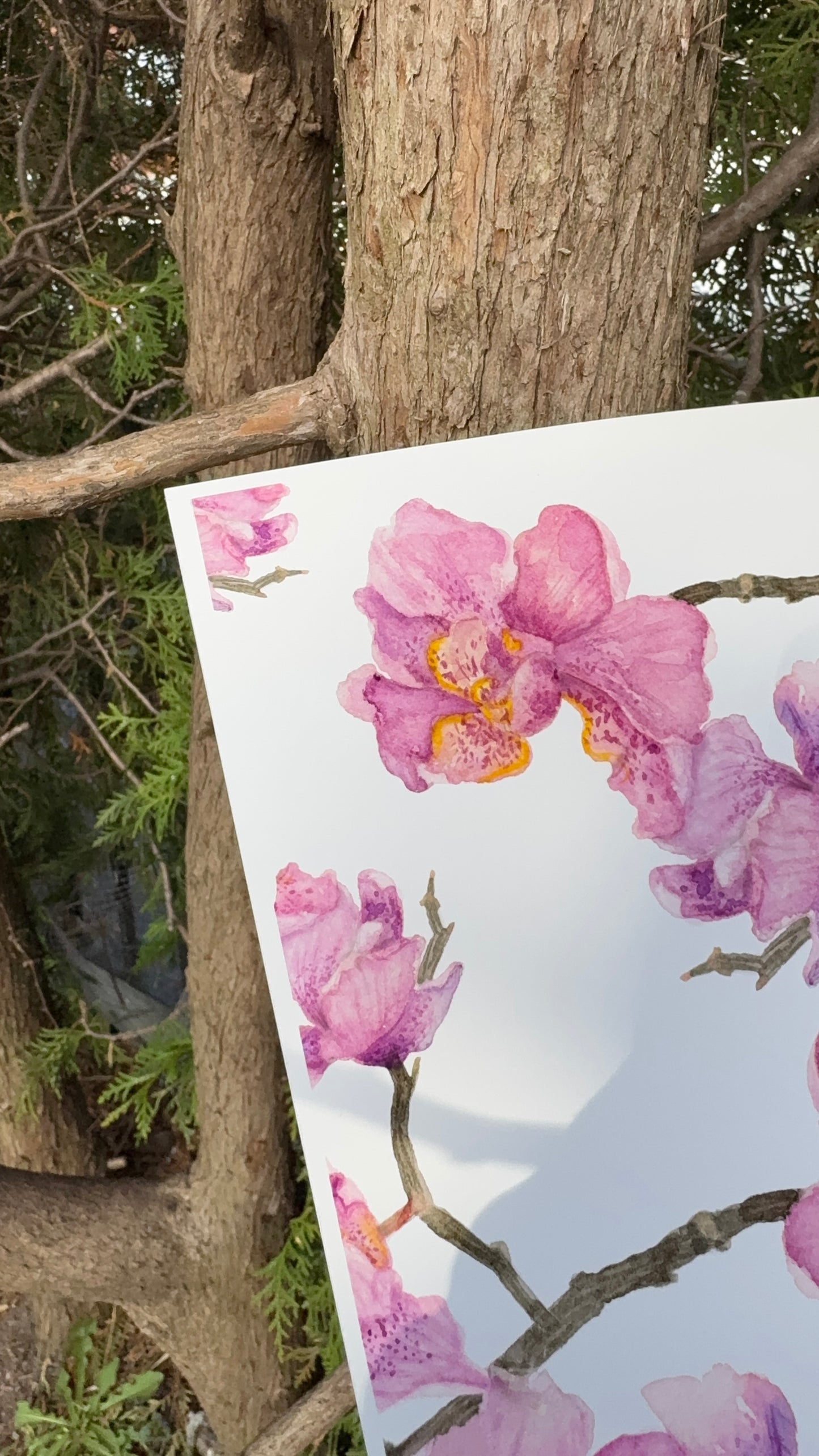 Art print - Orchids
